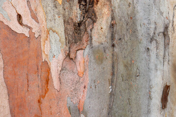 close up of eucalyptus tree trunk