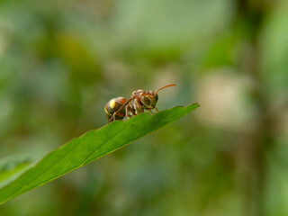 vespa crabro sitting on a sheet and green