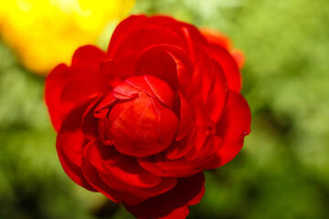 A deep red Persian Buttercup  ; overhead view; close up
