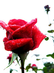 rosa vermelha