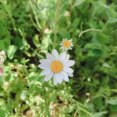 Fototapeta premium flower in the garden