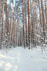 Fototapeta premium Winter frosty forest. There is a lot of snow and trees in the snow.