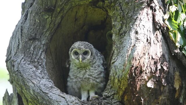 Baby Barred Owl getting ready to fledge