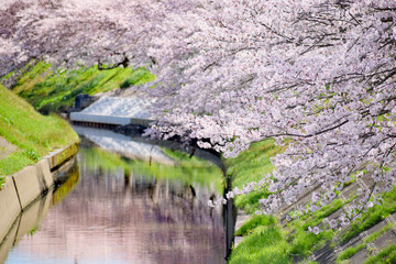 Fototapeta na wymiar 川沿いの桜並木