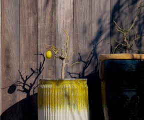 Citron et son ombre