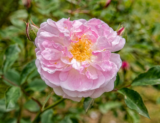 pale pink rose flower top view closeup on green foliage natural background
