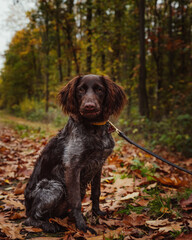 Happy dog in the forest. Small Munsterlander in the park in autumn.Loved happy dog in forest in...