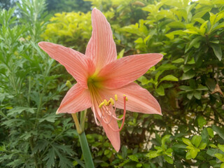 Hippeastrum striatum, the striped Barbados lily, is a flowering perennial herbaceous bulbous plant. 