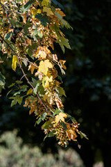 Green leaves on a branch