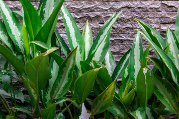 Obraz premium grass in the garden