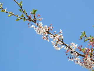 日本の花・桜