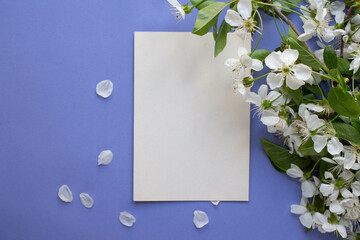 card mockup  with cherry blooming. spring mood. trandy colors Very Peri