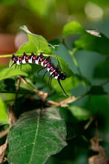 A caterpillar on a green leaf