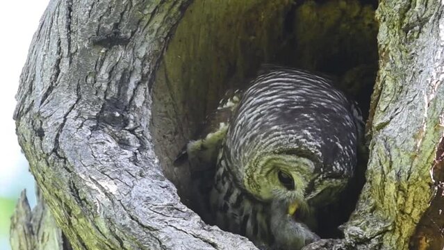 Mama Barred Owl Feeding its baby
