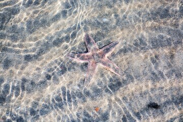 Starfish