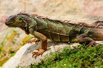 Green iguana, also known as the American iguana. Iguana dragon.