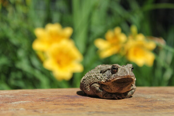 Texas Toad Anaxyrus speciosus in Flower Garden With Blurred Flowers in Background Shallow DOF