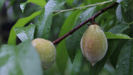 Unripe Green Peaches on Tree During Rain