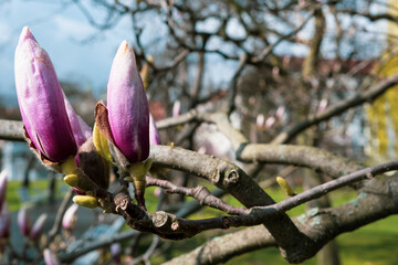 Spring magnolia blossom