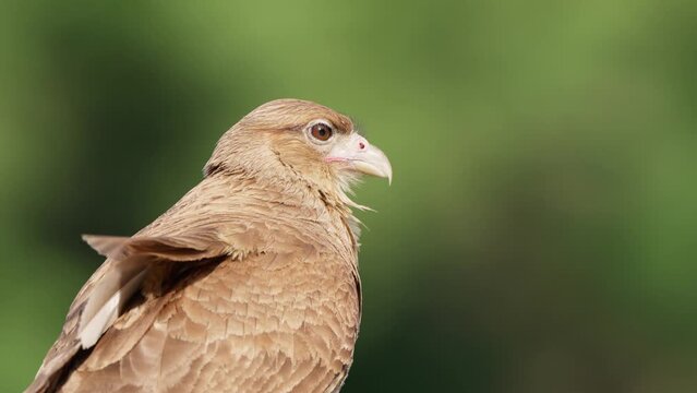 Extreme close up shot of sharp and fierce looking chimango caracara perched against green blurred background, wondering around its surroundings with strong wind blowing its beautiful feathers.