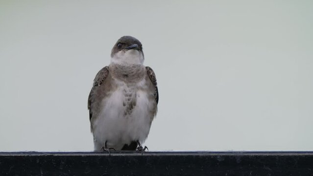 Single bird standing on handrail, brown chested martin, progne tapera facing the camera and looking around its surroundings, a bird fly pass and caught its attention.