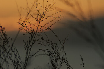 Fototapeta premium Blur background plants and golden sky background