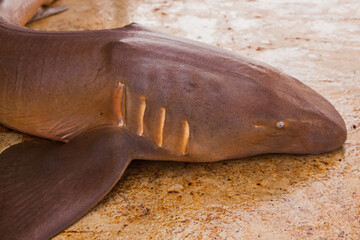 The mustachioed shark - nanny, caught and lies on the deck of the ship.