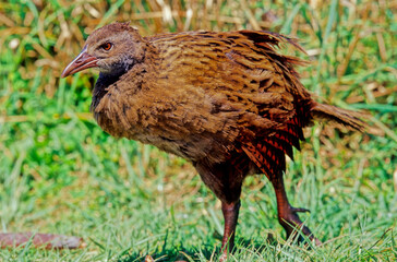 Gallirallus australis
