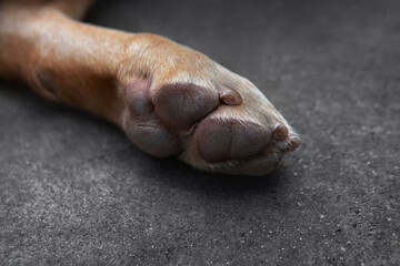 Close-up Dudley Labrador retriever mixed dog dry skin paws on dark rough concrete ground.