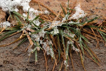 Perfect view of plants and tree branches covered with white cover after snowfall

