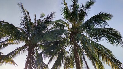 Fototapeta na wymiar palm in the morning