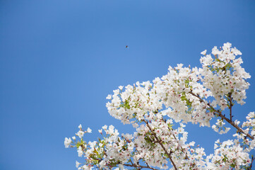 番所丘公園の満開の桜を近接撮影	