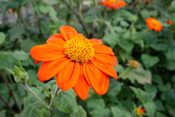 orange flowers, garden flowers, background, texture, place for text