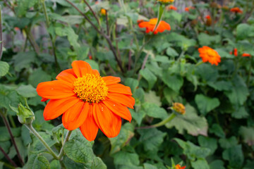 orange flowers, garden flowers, background, texture, place for text