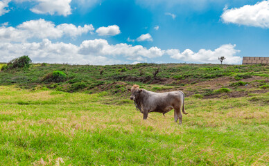 A cow eating grass on the fresh field, a calf eating grass on a green hill, cow grazing on a hill on a sunny day
