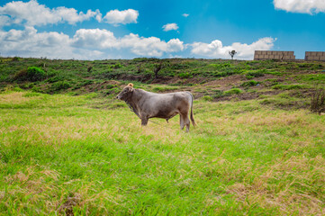 A cow eating grass on the fresh field, a calf eating grass on a green hill, cow grazing on a hill on a sunny day