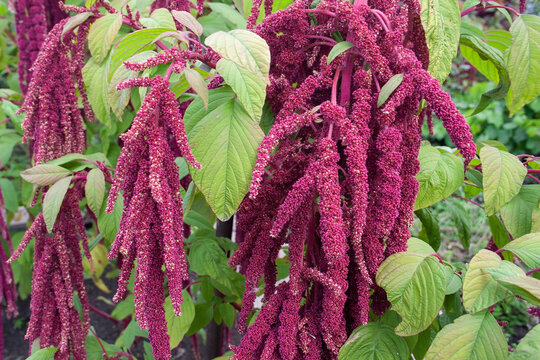 amaranth, amaranth flowers, garden flowers, background, texture, place for text