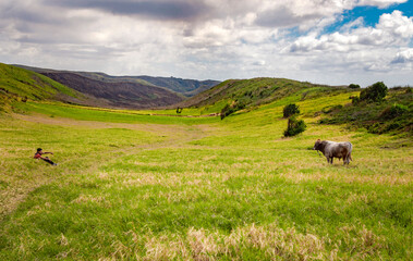 A guy herding a cow eating grass on the fresh field, a calf eating grass on a green hill, cow grazing on a hill