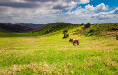 A cow eating grass on the fresh field, a calf eating grass on a green hill, cow grazing on a hill on a sunny day