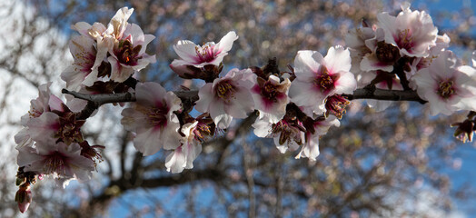 Almendros en flor