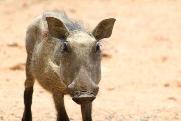 Fototapeta premium Baby Warthog