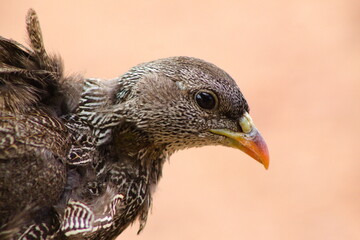 close up of Francolin