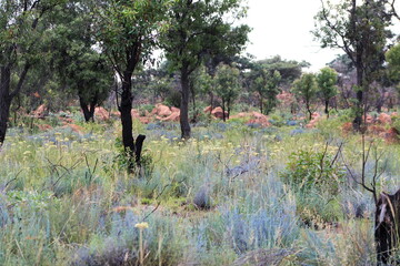wild bush landscape savannah