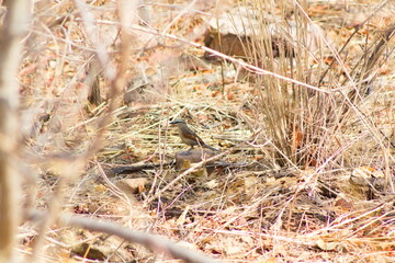 Bird in the grass