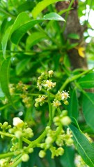 flower of tropical fruit