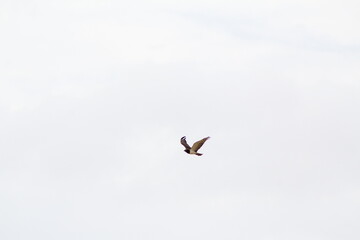 bird in flight