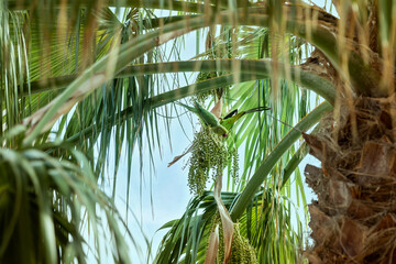 Zielona papuga, czyli aleksandretta obrożna na palmie zjada nasiona
