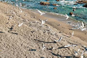 Swarm of seagulls flying close to pebble beach of Ionian sea. Flock of young gulls on the seaside. Beauty in nature.