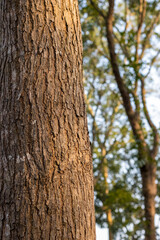 Close up view of a tree stump with rugged bark inside of the forest