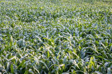 An agricultural field full of green corn grass close up
